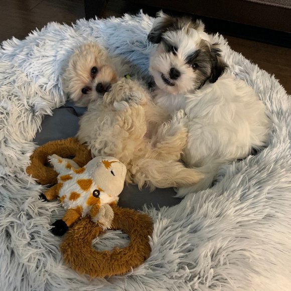 Meet your Posher, EC - Picture 1 of 1